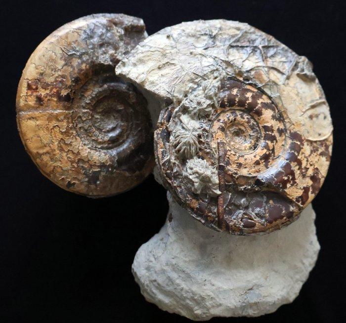 2 ammonieten op gang - Gefossiliseerde schelp - Hildoceras, Verzamelen, Mineralen en Fossielen