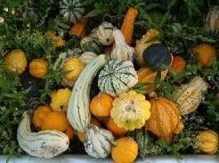 Practical Unbeatable kalebas 50 zaden, Hobby en Vrije tijd, Knutselen, Nieuw, Ophalen of Verzenden