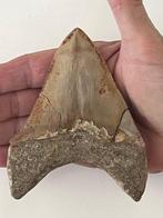 Megalodon - Fossiele tand - 11.3 cm (Zonder Minimumprijs), Antiek en Kunst, Curiosa en Brocante