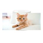Spaarpot - Kitten Rood op Witte Bank NIEUW, Nieuw, Ophalen of Verzenden