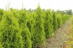 Thuja Occidentalis Smaragd haag met kluit!, Verzenden, Conifeer, Haag