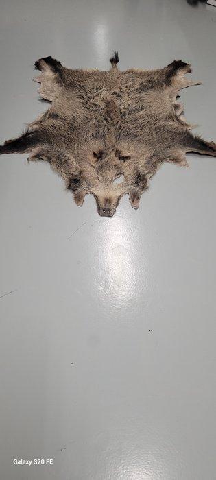 Jachttrofee, Verzamelen, Dierenverzamelingen