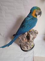 blauwe en gele ara Taxidermie volledige montage - Ara, Nieuw
