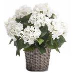 Kunstplant witte Hortensia in mand 45 cm - Kunst hortensia, Huis en Inrichting, Ophalen of Verzenden