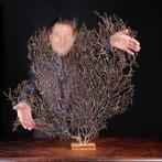 Natuurlijke zwarte Gorgonia - Een moderne Wunderkammer -