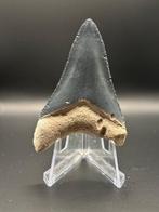 Megalodon - Fossiele tand - CARCHARIAS MEGALODON - 6.6 cm -, Verzamelen, Mineralen en Fossielen