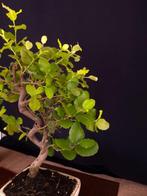 Eik – Geen minimumprijs - Hoogte (boom): 35 cm - Diepte