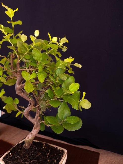 Eik – Geen minimumprijs - Hoogte (boom): 35 cm - Diepte, Antiek en Kunst, Curiosa en Brocante
