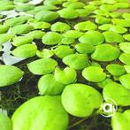 Limnobium laevigatum - 2 rozetten, Dieren en Toebehoren, Ophalen, Nieuw