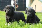 Mooie labrador pups met stamboom HD en ED vrij, Parvo, Nederland, 8 tot 15 weken, Labrador retriever