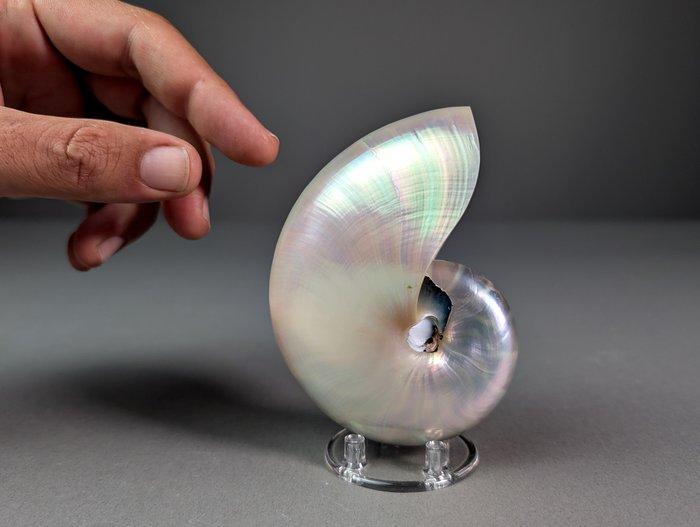 Gepolijste gespirale nautilus Zeeschelp - Nautilus pompilius, Verzamelen, Dierenverzamelingen