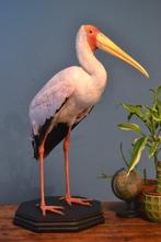 Afrikaanse Tantalo (Geelbekooievaar) Taxidermie volledige, Nieuw