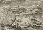 Adriaen Collaert (1560-1618) - Peacock and Ducks - original