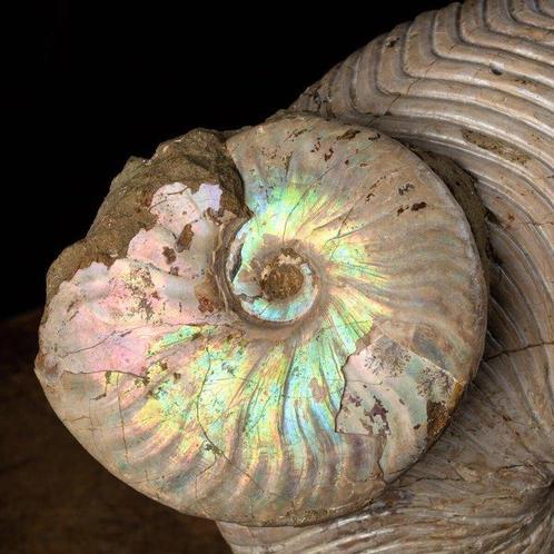 Buitengewoon fossiel exemplaar - Fossiel Nautiloïde van hoge, Verzamelen, Mineralen en Fossielen