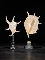 Indrukwekkend paar ingewikkelde spinnekopconch schelpen op