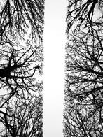 Gilliard Bressan - Branches of Silence - XL