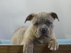 Old English Bulldog pups! t Gezonde type. Mogen direct mee!, Parvo, Nederland, 8 tot 15 weken, Bulldog