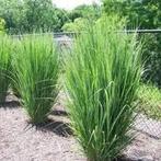 Panicum virgatum North Wind, Ophalen
