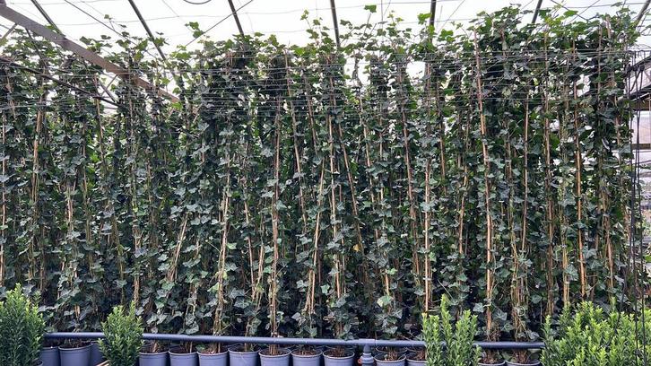 Hedera Hibernica 20/40 tot 250/300 cm, Tuin en Terras, Planten | Struiken en Hagen, Overige soorten, Haag, 100 tot 250 cm, Ophalen