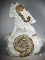 Verbluffende heteromorfe ammoniet-dimorfisme-associatie,, Verzamelen, Mineralen en Fossielen