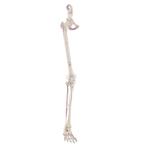 Anatomie model beenskelet en bekken met spieren, Nieuw