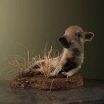 Frisling - Wild Zwijn Taxidermie Opgezette Dieren By Max, Verzamelen, Ophalen of Verzenden, Nieuw, Wild dier, Opgezet dier