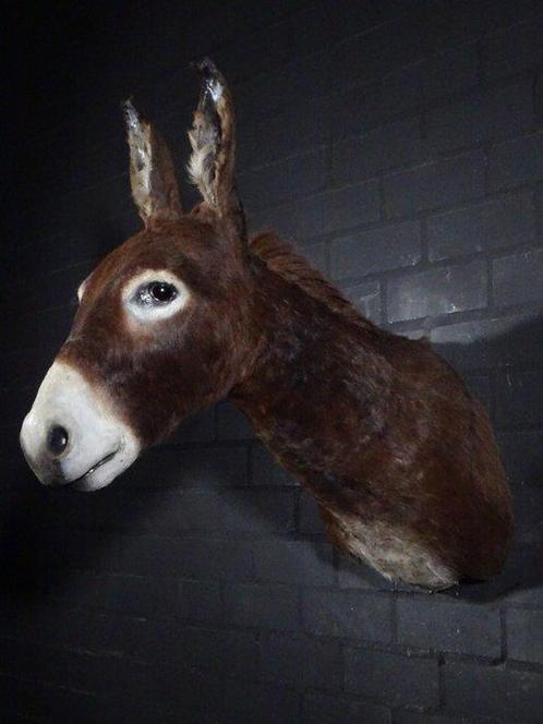 African Donkey Taxidermie wandmontage - Equus africanus, Verzamelen, Dierenverzamelingen