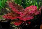 Rode tijgerlotus  - Nymphaea lotus rood aquariumplant, Dieren en Toebehoren, Vissen | Aquaria en Toebehoren, Nieuw, Sierelement