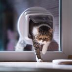 Dubbel glas gehard met sparing voor kattenluik, Doe-het-zelf en Verbouw, Ophalen of Verzenden, Nieuw
