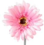 Gerbera Roze Zijdenbloem 50 cm per stuk, Ophalen of Verzenden, Nieuw