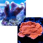 Stylophora Paars M / Montipora Rood M Pack, Ophalen of Verzenden, Nieuw