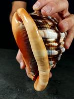 Enorme exemplare pseudocypraea Taxidermie volledige montage, Antiek en Kunst