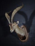 Iberian Ibex Trophy Schedel - Capra pyrenaica - 52 cm - 100, Nieuw