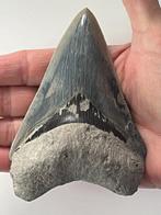 Megalodon tand 11,9 cm - Fossiele tand - Carcharocles