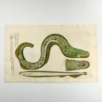 Paul van Somers [Francis Willoughby] Lamprey Eel : Fish