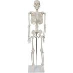Anatomie model menselijk skelet, 87 cm, Verzenden, Nieuw