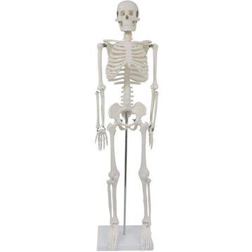 Anatomie model menselijk skelet, 87 cm beschikbaar voor biedingen