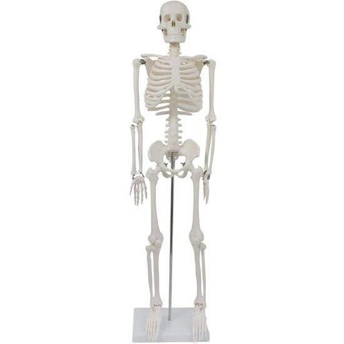 Anatomie model menselijk skelet, 87 cm, Sport en Fitness, Overige Sport en Fitness, Verzenden