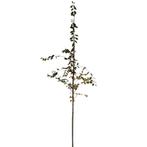 Krentenboompje -  Amelanchier lamarckii - Omtrek: 6-10 cm |, Ophalen of Verzenden