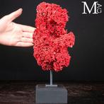 Rode Madrepora-koraal - Natuurlijke formatie op decoratieve