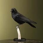 Kraai Taxidermie Opgezette Dieren By Max, Ophalen of Verzenden, Nieuw, Vogel, Opgezet dier