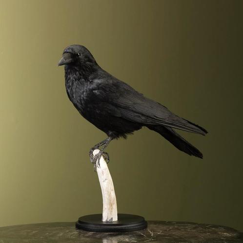 Kraai Taxidermie Opgezette Dieren By Max, Verzamelen, Dierenverzamelingen, Opgezet dier, Nieuw, Vogel, Ophalen of Verzenden
