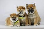 Shiba Inu Pups te koop - Belgische Shiba fokker, Dieren en Toebehoren, Honden | Poolhonden, Keeshonden en Oertypen, Parvo, België