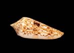 Neptunschnecke  Kwaliteit GEM Taxidermie wandmontage -, Nieuw