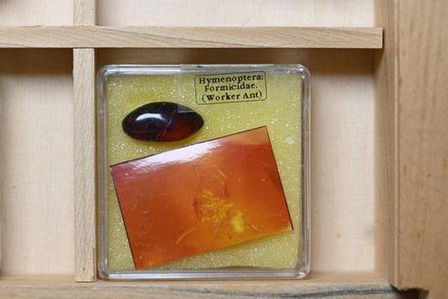 Houten vitrinekast met 12 stukken Dominicaanse amber - met, Verzamelen, Mineralen en Fossielen