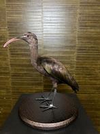 Puna-ibis Taxidermie Opgezette Dieren By Max, Verzamelen, Dierenverzamelingen, Nieuw, Opgezet dier, Vogel, Ophalen of Verzenden