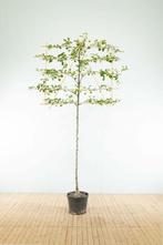 Pyrus calleryana Chanticleer leiboom