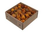 Leucodendron assortiment oranje goud wash 640 gr – perfect, Ophalen of Verzenden, Nieuw