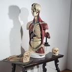 Buste, Busto Anatomia - 90 cm - Gips, Papier - 1960