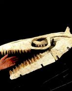 Mosasaurus - Fossiele schedel - mosasaurus sp - 40 cm - 53